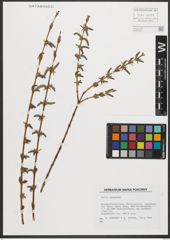 Foto von Salix purpurea L.